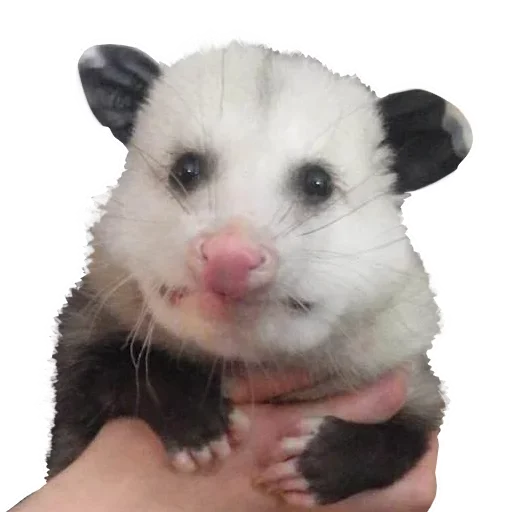 🤩 Стикер «Opossum Coming» для Telegram
