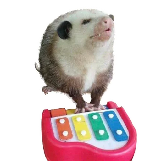 😗 Стикер «Opossum Coming» для Telegram