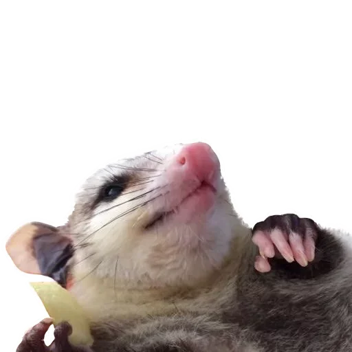 🤩 Стикер «Opossum Coming» для Telegram