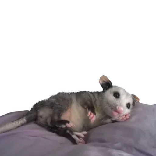 🤩 Стикер «Opossum Coming» для Telegram