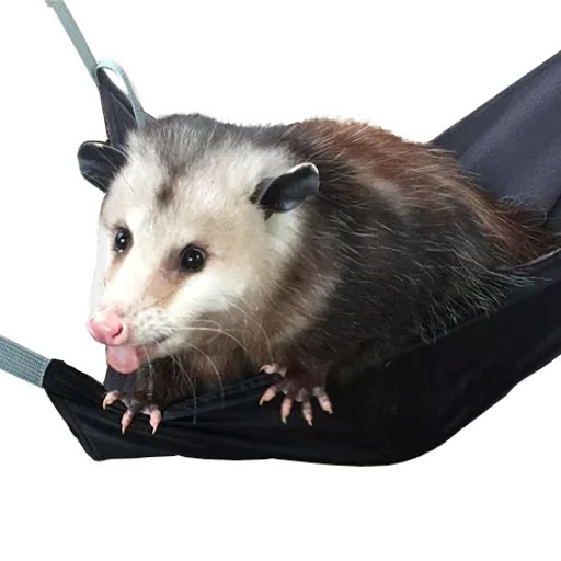 😜 Стикер «Opossum Coming» для Telegram