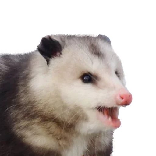 😝 Стикер «Opossum Coming» для Telegram