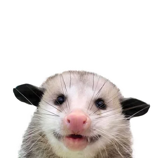 😝 Стикер «Opossum Coming» для Telegram