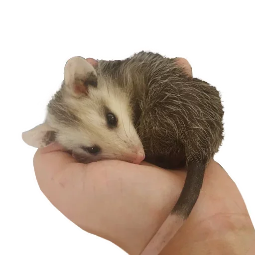 😝 Стикер «Opossum Coming» для Telegram