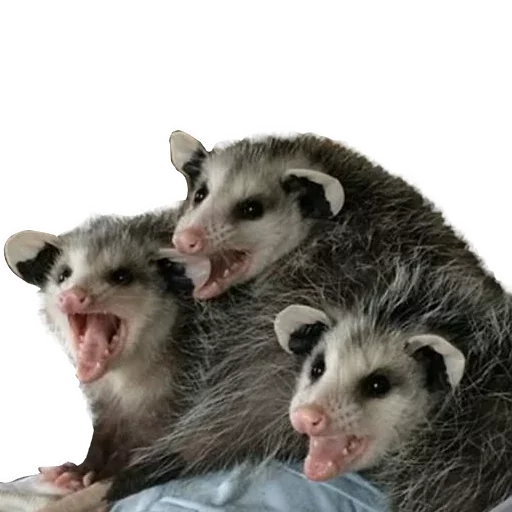 😝 Стикер «Opossum Coming» для Telegram