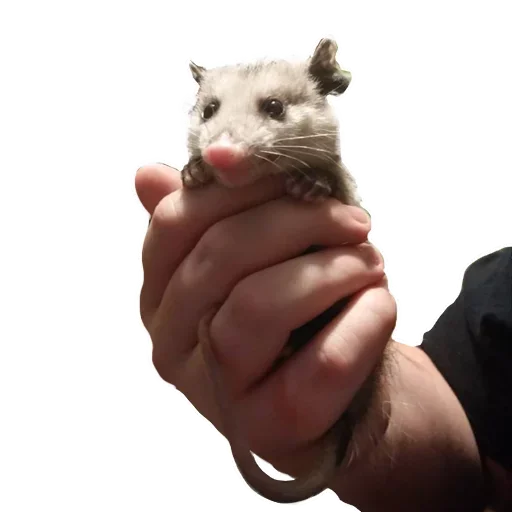 🤩 Стикер «Opossum Coming» для Telegram