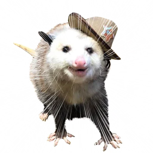 😎 Стикер «Opossum Coming» для Telegram