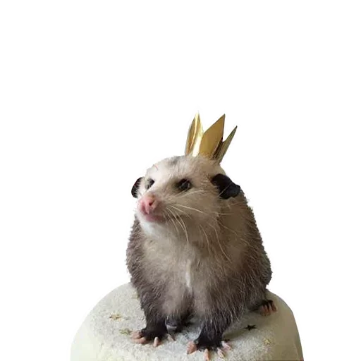 😝 Стикер «Opossum Coming» для Telegram