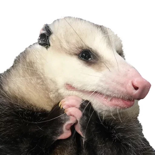 🥺 Стикер «Opossum Coming» для Telegram