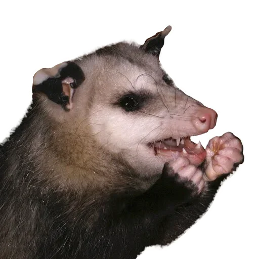 🤩 Стикер «Opossum Coming» для Telegram