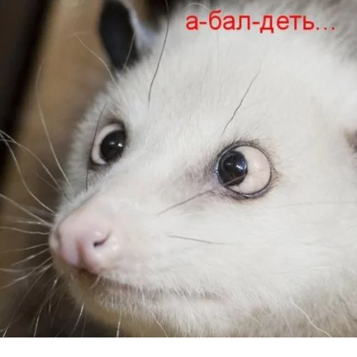 😨 Стикер «Ох уж эти опоссумы» для Telegram