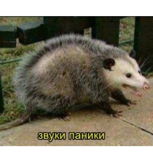 🤭 Стикер «Ох уж эти опоссумы» для Telegram
