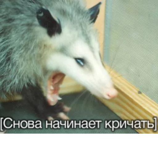 🤫 Стикер «Ох уж эти опоссумы» для Telegram