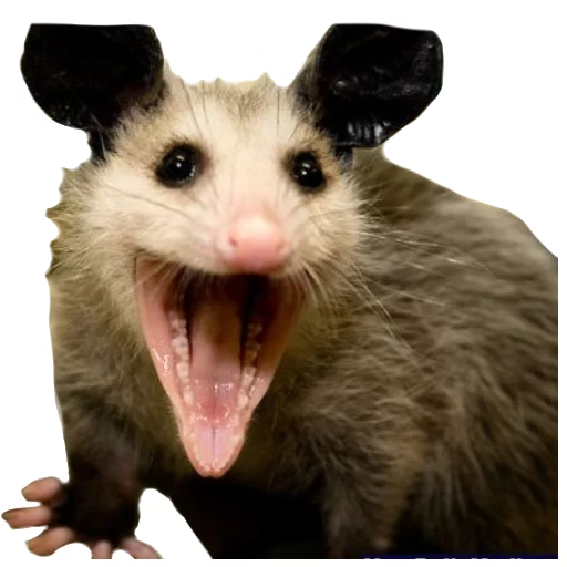 🐭 Стикер «Ох уж эти опоссумы» для Telegram