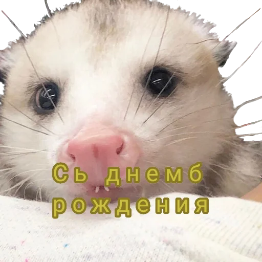 🥳 Стикер «Ох уж эти опоссумы» для Telegram