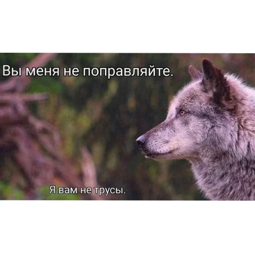 🐺 Стикер «Орех» для Telegram
