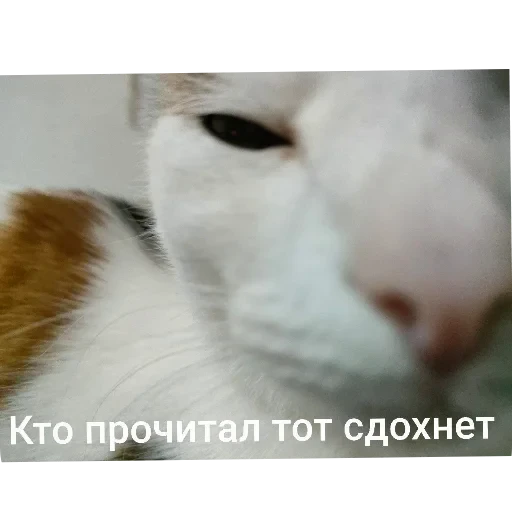 🐱 Стикер «Орех» для Telegram