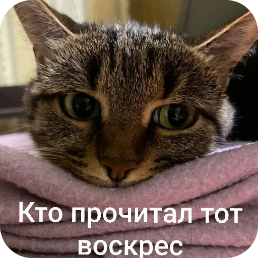 🐱 Стикер «Орех» для Telegram