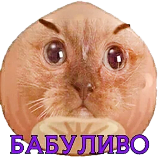 🐱 Стикер «Справедливый орех» для Telegram