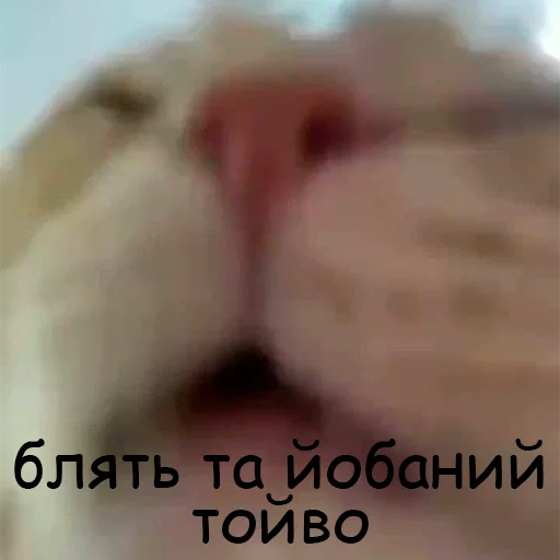 🥱 Стикер «оркад коханець циць» для Telegram