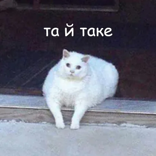 😄 Стикер «оркад коханець циць» для Telegram