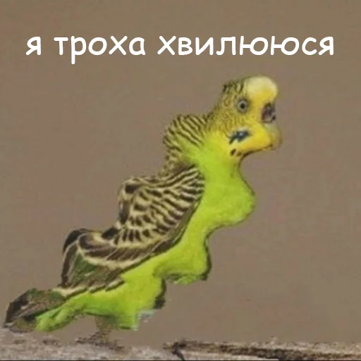 🌊 Стикер «оркад коханець циць» для Telegram