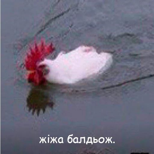 🐔 Стикер «оркад коханець циць» для Telegram