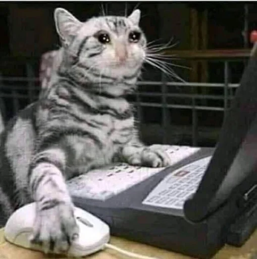 😢 Стикер «Orlmemes» для Telegram
