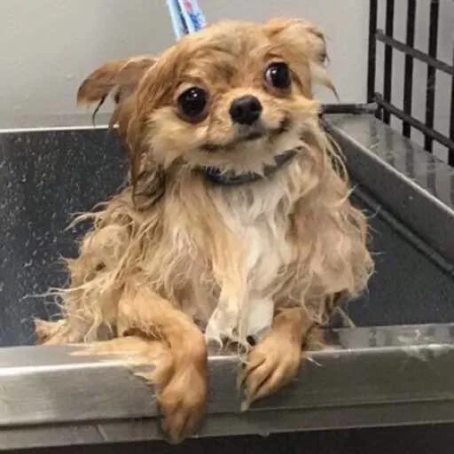 🛁 Стикер «Orlmemes» для Telegram