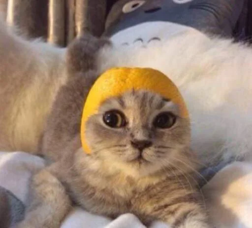 🍊 Стикер «Orlmemes» для Telegram