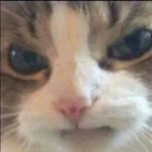 😡 Стикер «Orlmemes» для Telegram