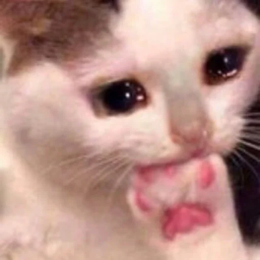 😿 Стикер «Orlmemes» для Telegram