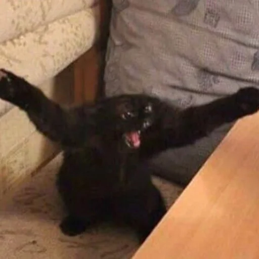😼 Стикер «Orlmemes» для Telegram