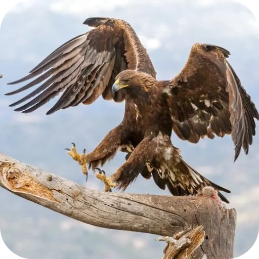 🐦 Стикер «Eagles» для Telegram