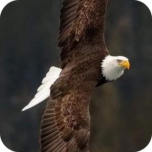 🔥 Стикер «Eagles» для Telegram