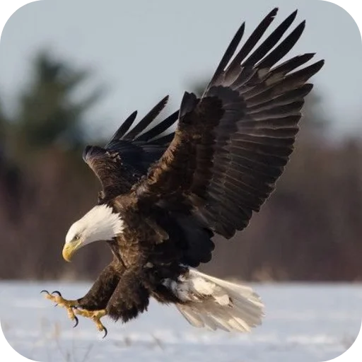 🦅 Стикер «Eagles» для Telegram