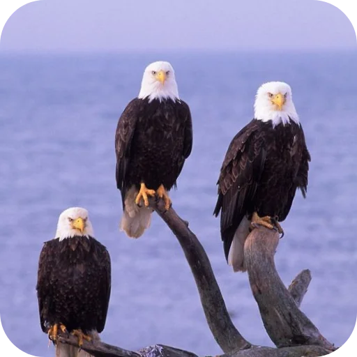 🔥 Стикер «Eagles» для Telegram