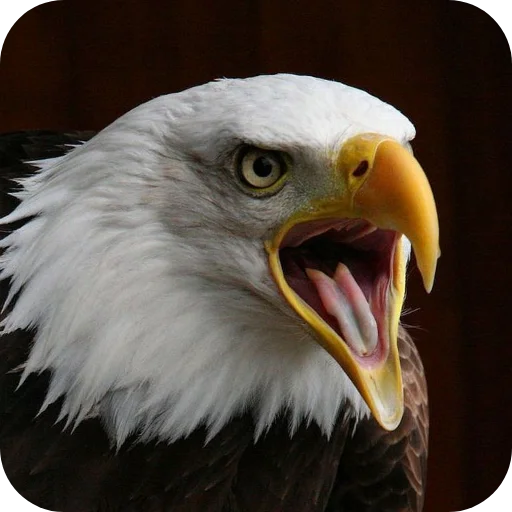 🦅 Стикер «Eagles» для Telegram