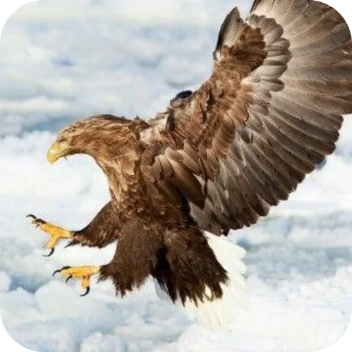 🔥 Стикер «Eagles» для Telegram