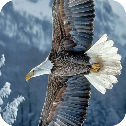 🔥 Стикер «Eagles» для Telegram