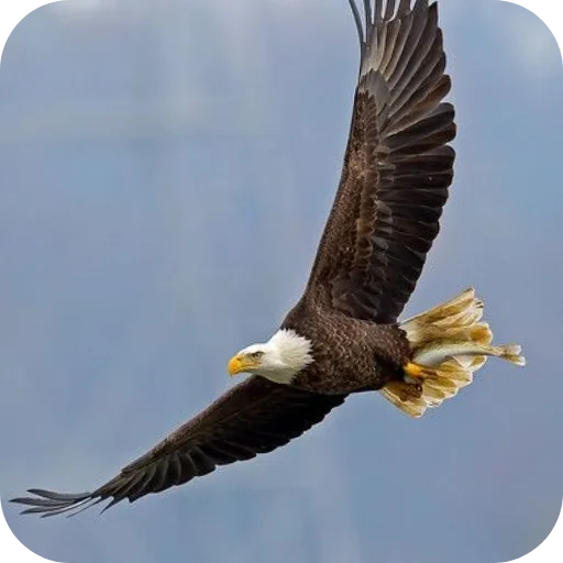 🦅 Стикер «Eagles» для Telegram