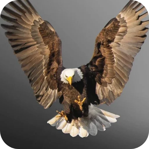 🔥 Стикер «Eagles» для Telegram