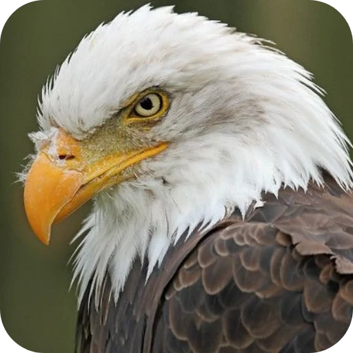 🔥 Стикер «Eagles» для Telegram