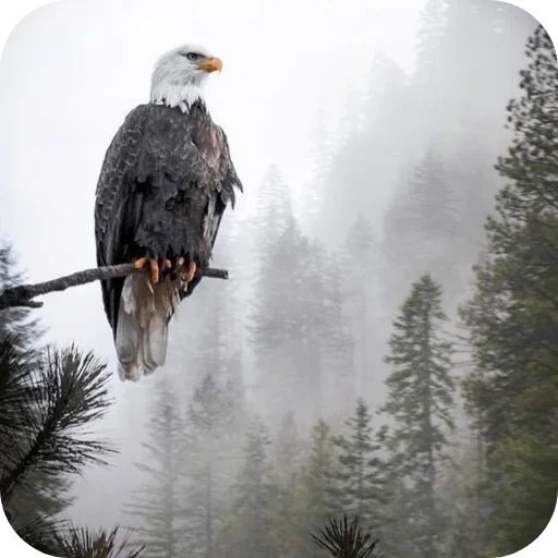 🔥 Стикер «Eagles» для Telegram