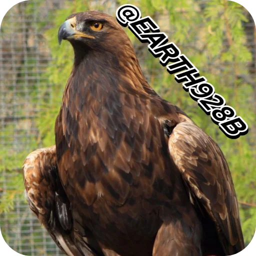 🔥 Стикер «Eagles» для Telegram