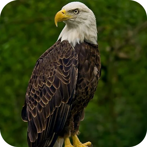 🦅 Стикер «Eagles» для Telegram