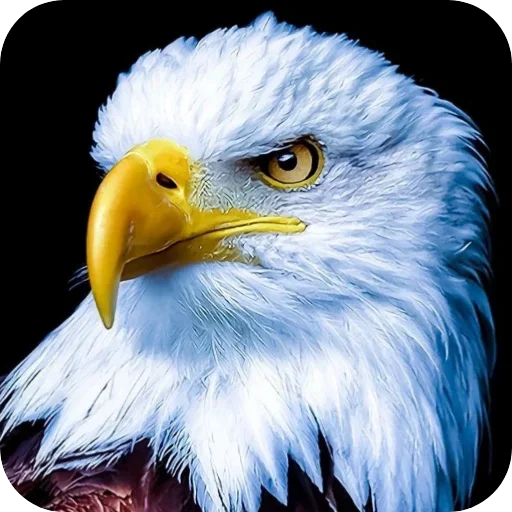 Стикерпак Eagles для Telegram