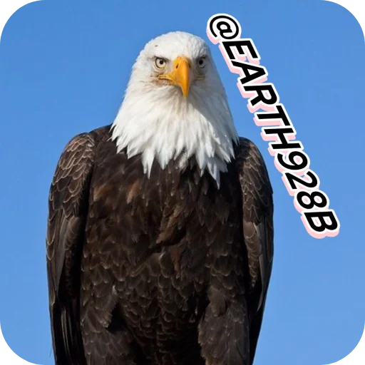 🔥 Стикер «Eagles» для Telegram