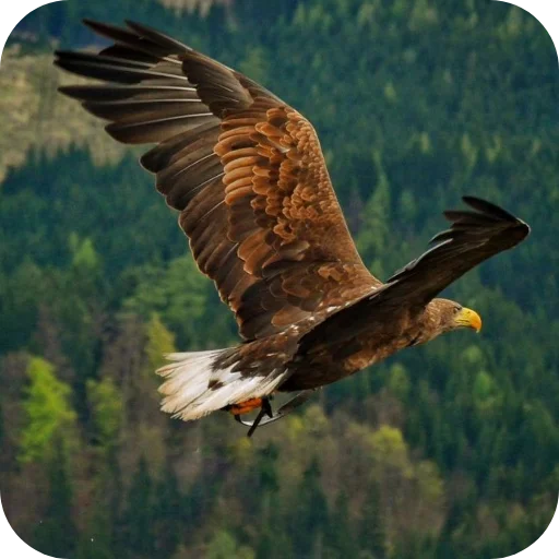 🐦 Стикер «Eagles» для Telegram