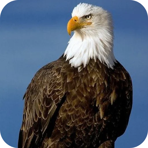 🔥 Стикер «Eagles» для Telegram